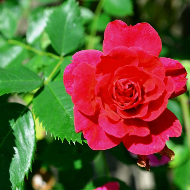 Роза Капитан Самуэль Холланд: особенности сорта, правила выращивания, характеристики, отзывы - лучший уход